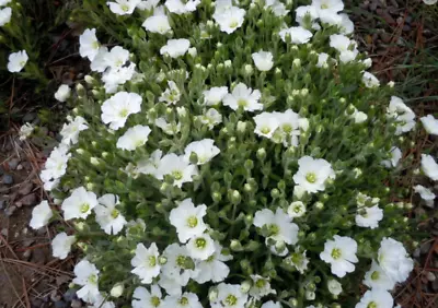 £8.99 • Buy Arenaria Alpine Trailing Habit Plant  2  X 13 Cm Pot Perennial Clump Forming