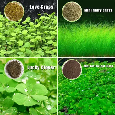 £2.39 • Buy Aquarium Plant Seeds Aquatic Hair Grass Carpet Water Grass Fish Tank Easy Plants