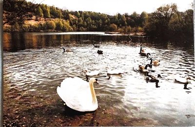 £3.50 • Buy Pool At Brocton Nature Reserve Cannock Chase Staffordshire Postcard Unposted 