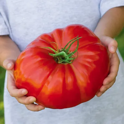 100 Beefsteak Tomato Seeds Heirloom Fresh Harvest For 2024 Gardens • $2.19