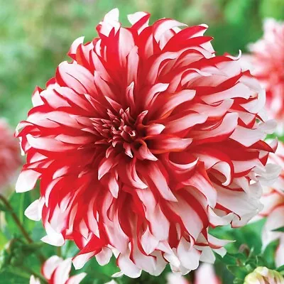 1 - SANTA CLAUS Dinnerplate Dahlia Flower Bulb Tuber Cluster - HUGE 8-10  BLOOMS • $12.85