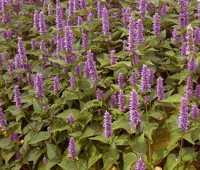 HYSSOP LAVENDER LICORICE MINT Agastache Foeniculum - 15000 Bulk Seeds • £20.08