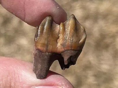 Florida Fossil Deer Tooth Odocoileus Virginianus Pleistocene Mammoth Age Mammal • $9.99