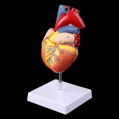 Disassembled Anatomical Human Heart Model Anatomy Medical Teaching Tool US STOCK • $34.19