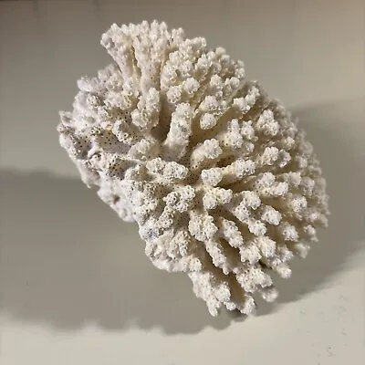 Vintage Natural White Coral Branch 1 Lb 5”x4”x4” Lovely Piece • $50