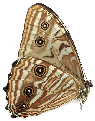 Morpho Portis Thamyris Male From Santa Catarina Brazil • $6.50