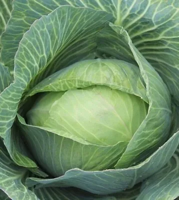 200+ Late Flat Dutch Cabbage Seeds | Cabbage Wraps | NON-GMO |Heirloom • $2.49