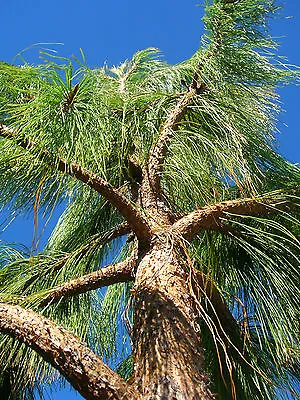 30 MEXICAN WEEPING PINE TREE Evergreen Pinus Patula Seeds *Flat S/H • $3