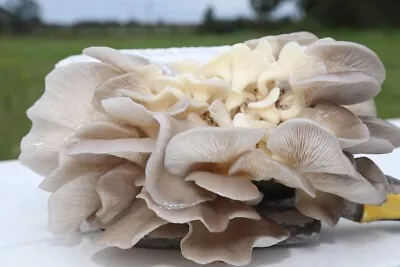 Oyster Mushroom Grow Kit | Ready To Fruit | Edible | Dave Farm In Huntsville TX • $29