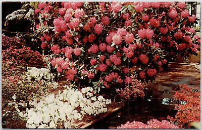 Kennett Square Pennsylvania Longwood Garden Rhododendron Azalea Vintage Postcard • $3.86