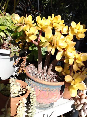  Golden Jade Crassula Ovata Argentea Bold Sunset Fresh Rooted Live Succulent + • $6