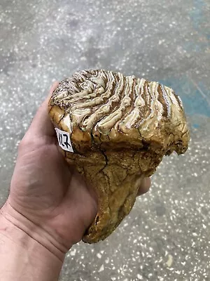 Woolly Mammoth Partial Tooth Fossil  127 • $175
