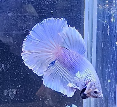 Live Betta Fish Male Dumbo HM A4 • $15