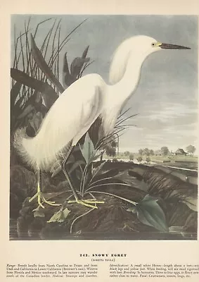 1942 Audubon Print 242 Snowy Egret. Vintage Bird Illustration 12 X 9 Approx. • $9.49