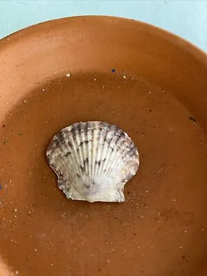 Scallop Sea Shells. Lot 21 • $2.99