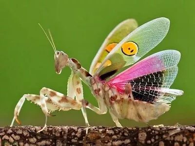 Jewelled Flower Mantis (Creobroter Gemmatus) I3 Nymphs + Weeks Supply Of Food  • £11.95