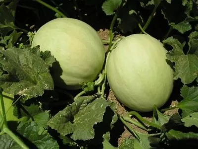 Honeydew Green Flesh Melon Seeds NON-GMO Variety Sizes Sold FREE SHIPPING • $1.69