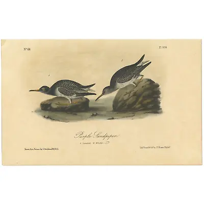 Audubon Birds Octavo 2nd Ed 1856 H/c Lithograph Pl 330 Purple Sandpiper • $41.60