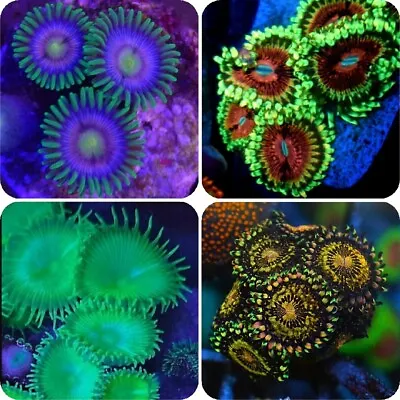 Zoa Starter Pack 4 Beginners Soft Coral Frags Just £30 • £30