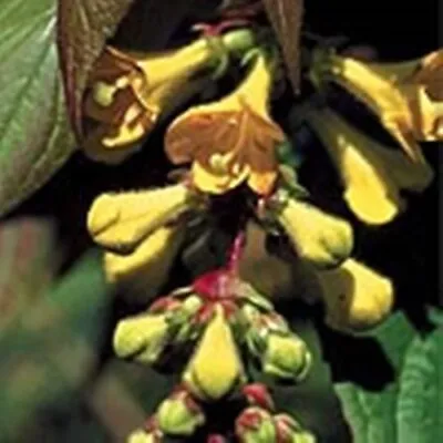 Leycesteria Crocothyrsos (Golden Himalayan Honeysuckle) - 30 Seeds • £2.35