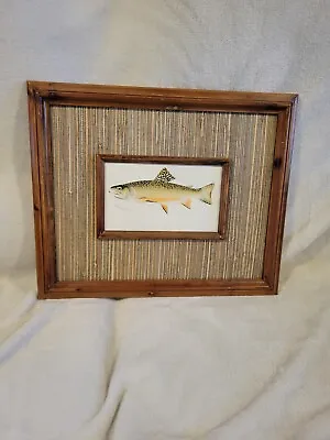 Male Brook Trout Vintage Fish Sherman F. Denton Wall Art Print Framed Picture • $35