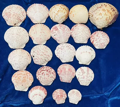 Lot Of 21 Scallop Seashells Colorful Variety Captiva Island FL Crafts Jewelry • $8.99