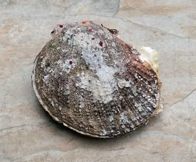 $10 • Buy California Giant Rock Scallop Seashell For Decorations Jewelry Or Smudging