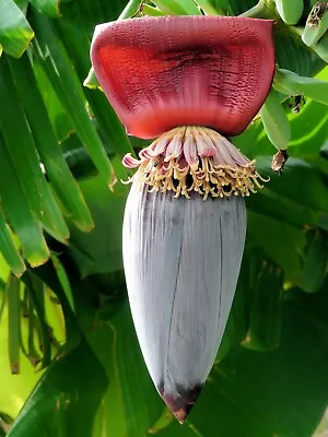 10 Seeds Musa Ochracea Banana -Rare Tropical Plant Seed Pack- See Description • $9.89