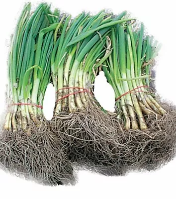 Candy Sweet Onion Starter Plants Bunch Of 30 • $9.99