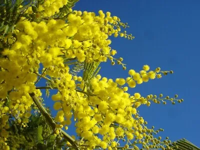 5 Seeds Acacia Dealbata Mimosa Winter • £5.90