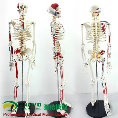 85cm Skeleton Model With Muscle Painted Anatomically Correct For Medical Science • $103.20