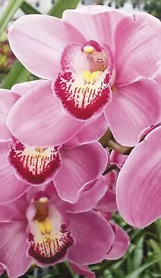 $19.95 • Buy Cymbidium Orchid Great Size Seedling Of Ruby Anniversary Pink Surprise 