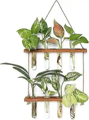 Wall Hanging Glass Test Tube Vase Planter With Wooden Stand & String Rope • £14.99