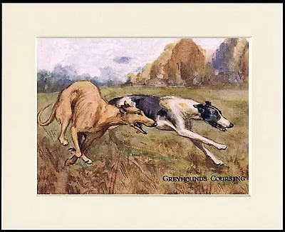 Greyhound Dogs Coursing Lovely Dog Print Mounted Ready To Frame • £6.99