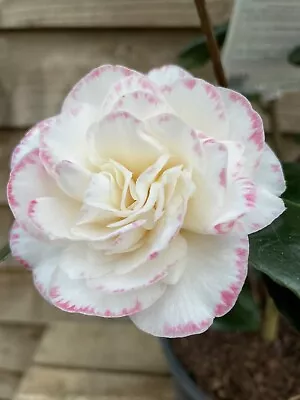 Camellia Margaret Davis 2 Litre Pot White Flowers With Pink Picotee Edge • £16.95