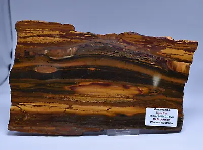 MARRA MAMBA TIGER EYE SLICE Microbialite Mt Brockman Australia S659 • $77.49