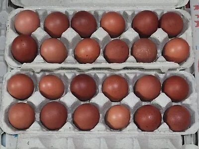 French Black Copper Marans Eggs Organic Home Grown Fertilized For Hatching  • $26.99