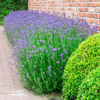 T&M Lavandula Lavender Munstead Garden Plant Hardy Shrub Flowering Jumbo Plugs • £11.99