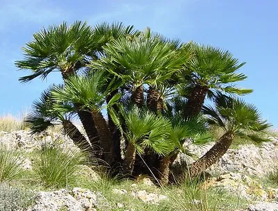 5 MEDITERRANEAN FAN PALM European Dwarf Tree Shrub Chamaerops Humilis Seeds • £2.43