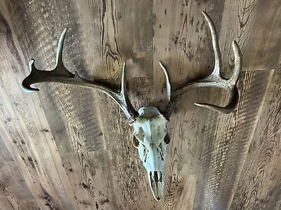 Big Kansas Whitetail Deer  Wide Antlers Wild European Mount Real Skull Man Cave • $50