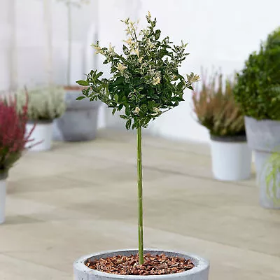 Euonymus Harlequin Patio Tree Potted Plants Outdoor Garden Ready Lollipop Tree • £32.99