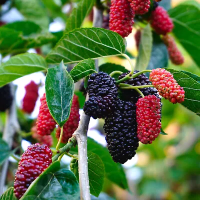 Mulberry Mojo Berry In 9cm Pot - Morus Rotundiloba - Compact Dwarf Fruit Plant • £19.99