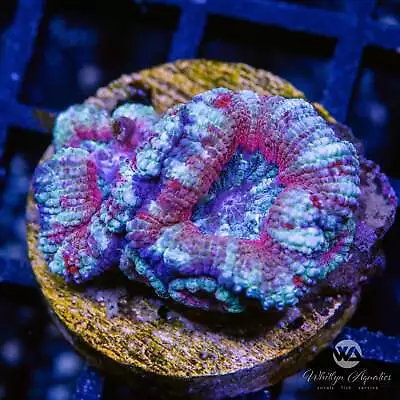 WA Frosty Acan - Live Coral Frag • $27.99