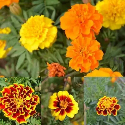 French Marigold Mix Flower Seeds - Tagetes Patula - B326 • $2.19