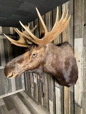 Shiras' Moose Taxidermy Mount For Sale • $3500