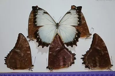 Lot Of 5 Morpho Theseus Juturna A- Unmounted Wings Closed • $150