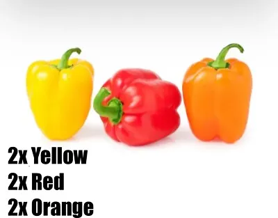 6x SWEET BELL PEPPER PLUG PLANTS. 2x RED 2xORANGE 2xYELLOW. • £10.99