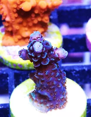 Sapphire Millepora Acropora Zoanthids Paly Zoa SPS LPS Corals WYSIWYG • $4.99