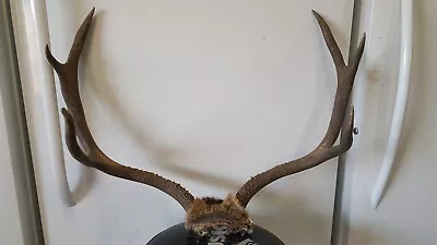 28 5/8 Wide 3x3 Colorado MULE DEER RACK Antlers Whitetail Mount Sheds Taxidermy • $175