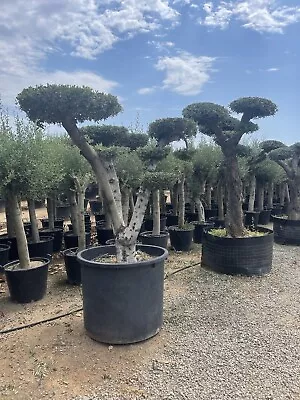 Cludy Olive Tree 2m Weigt 300kg • £750